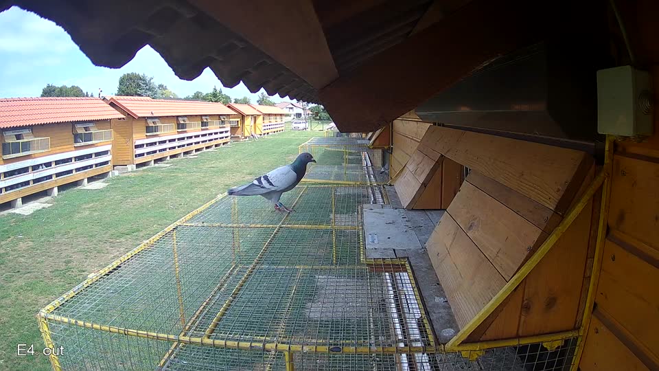 Pigeon Arrival Image For Race Race 4
