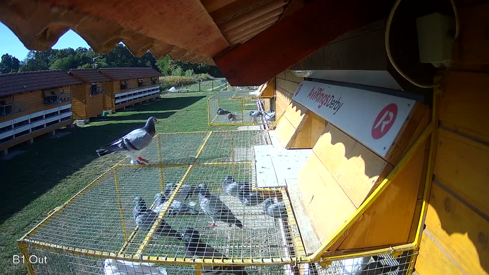 Pigeon Arrival Image For Race Race 5