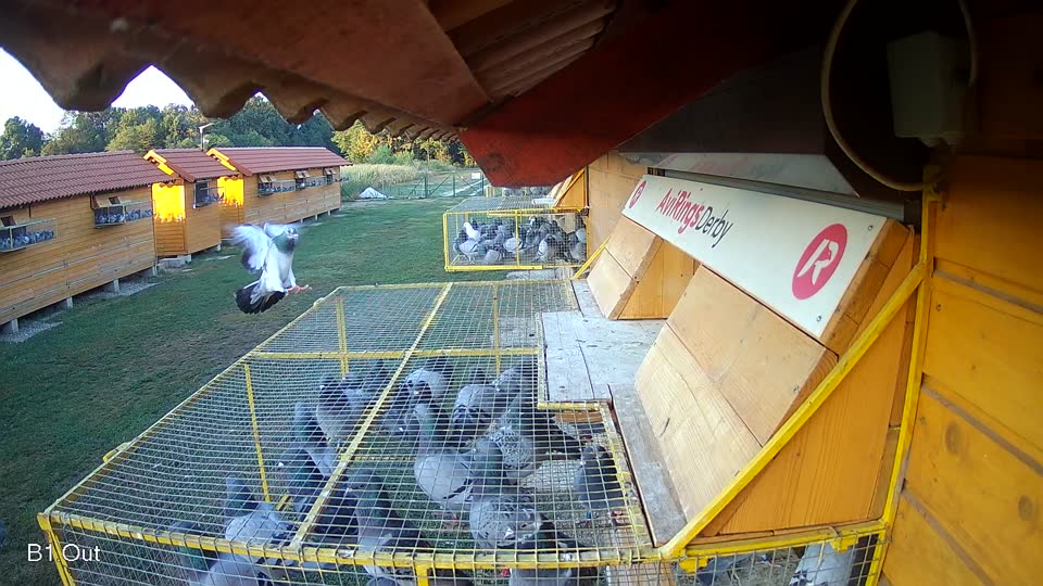 Pigeon Arrival Image For Race Race 3
