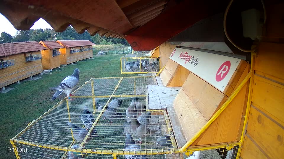 Pigeon Arrival Image For Race Race 2