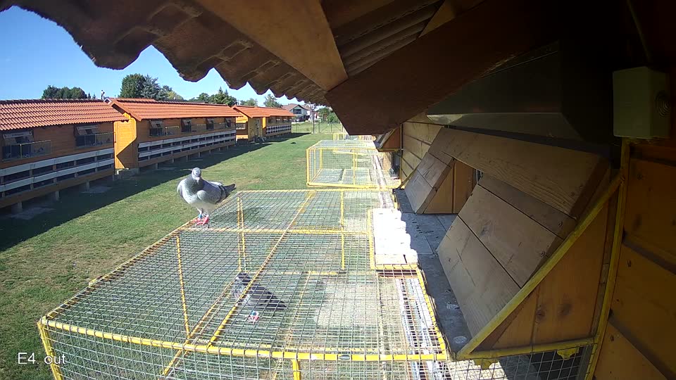 Pigeon Arrival Image For Race Race 4