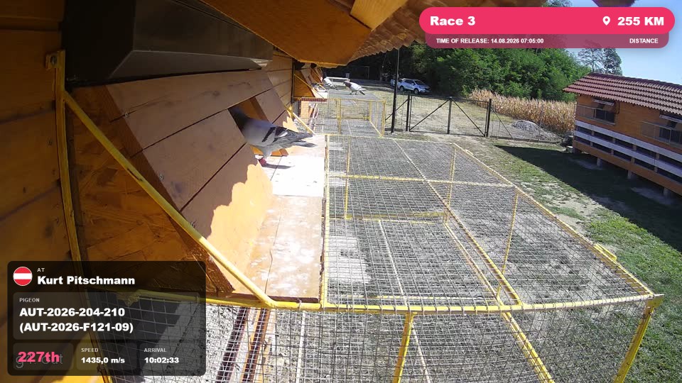 Pigeon Arrival Image For Race Race 3