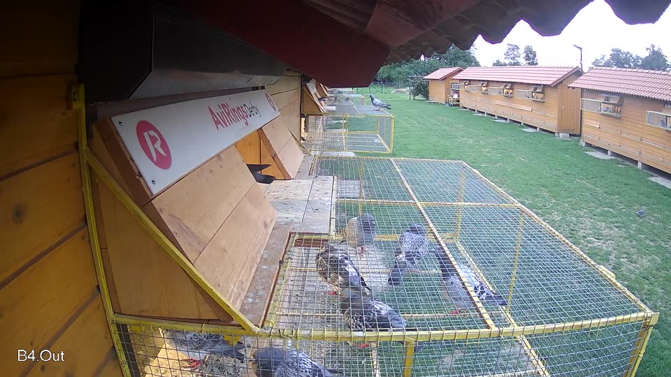 Pigeon Arrival Image For Race Race 6