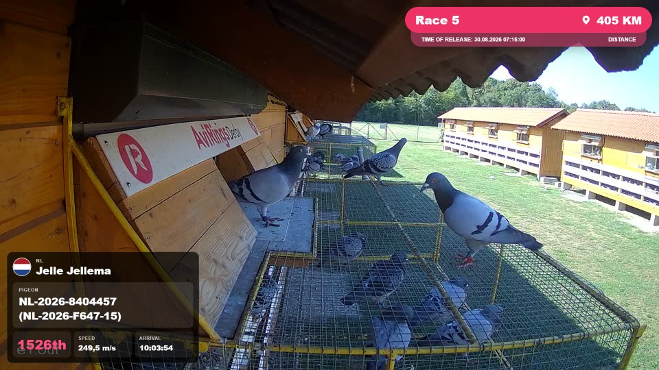 Pigeon Arrival Image For Race Race 5