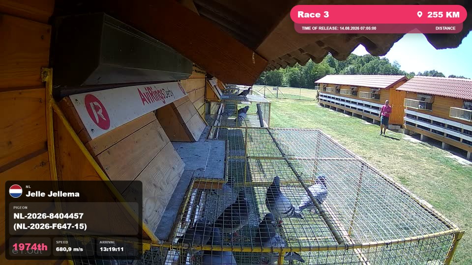 Pigeon Arrival Image For Race Race 3