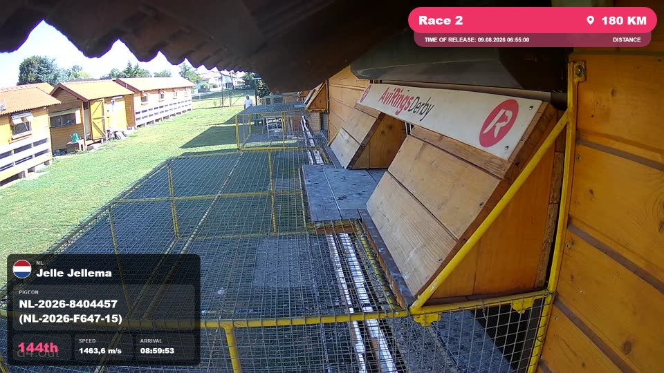 Pigeon Arrival Image For Race Race 2