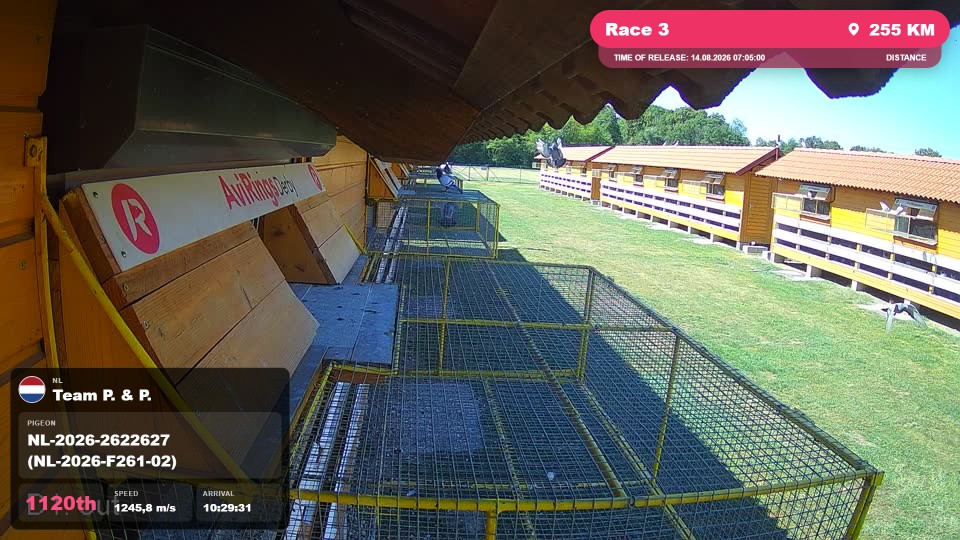 Pigeon Arrival Image For Race Race 3