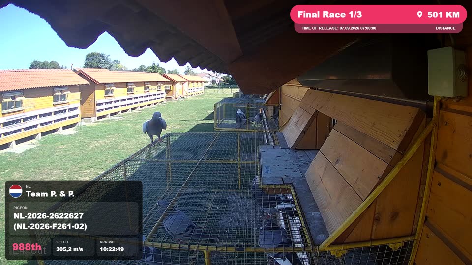 Pigeon Arrival Image For Race Final Race 1/3