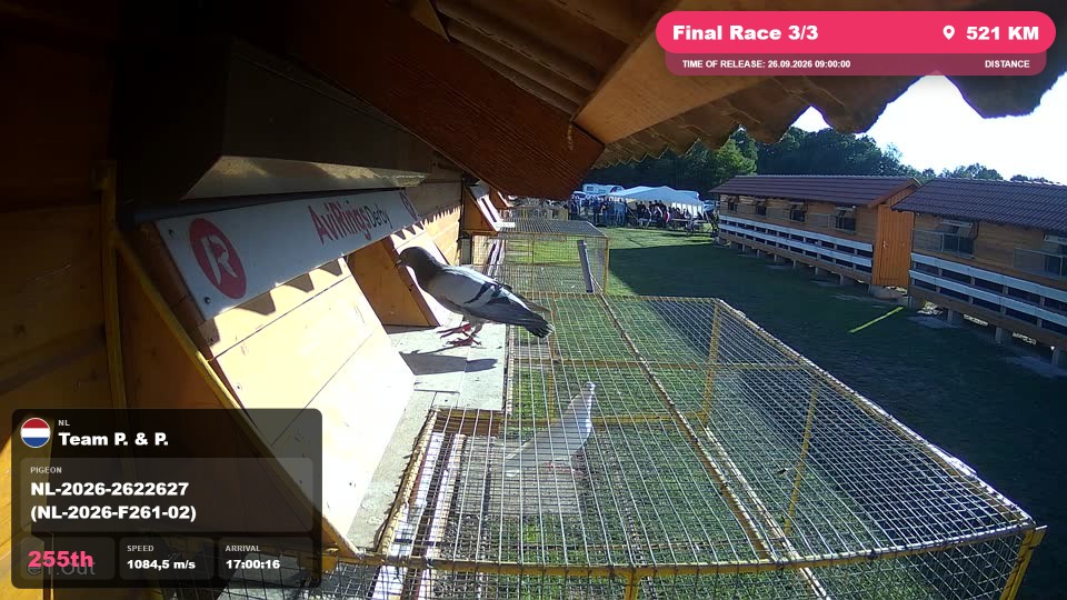 Pigeon Arrival Image For Race Final Race 3/3