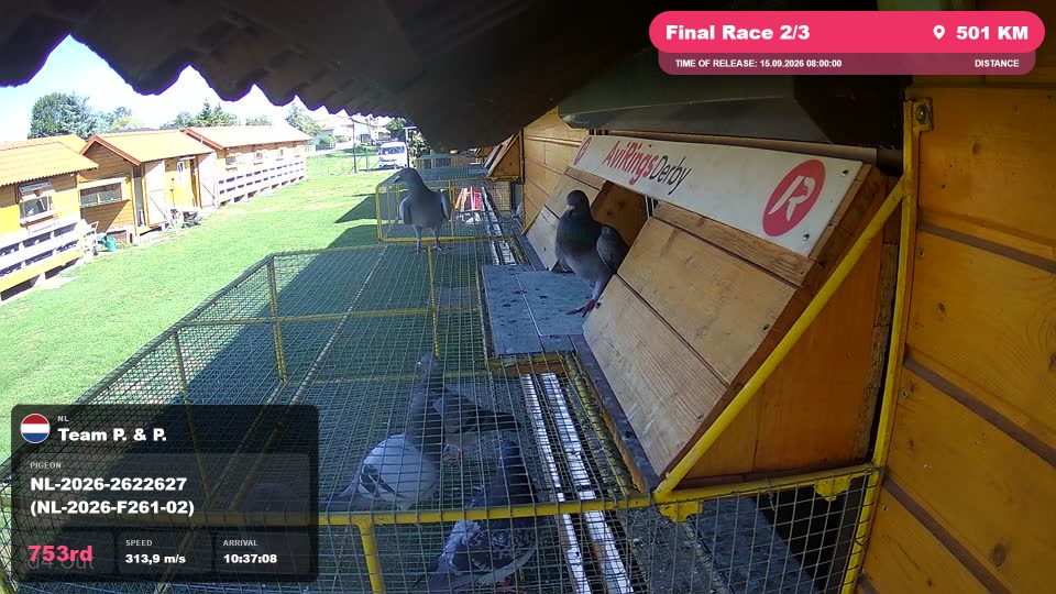 Pigeon Arrival Image For Race Final Race 2/3