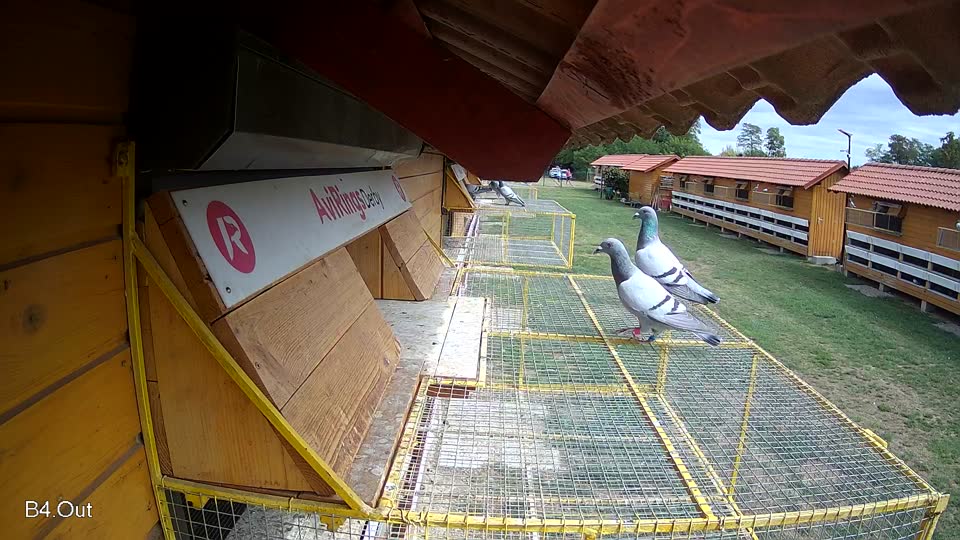 Pigeon Arrival Image For Race Race 4