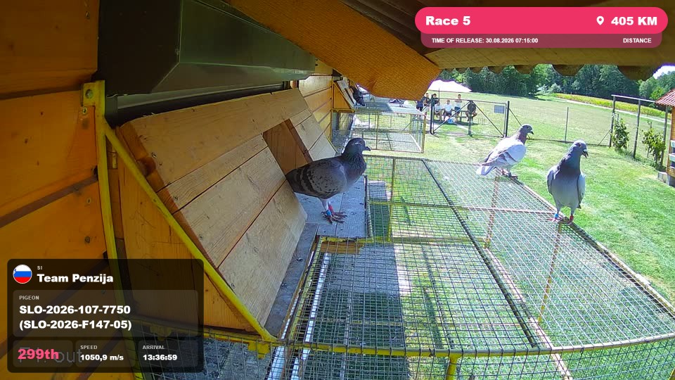Pigeon Arrival Image For Race Race 5