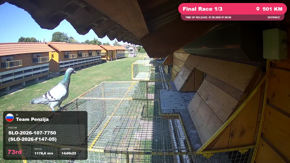Pigeon Arrival Image For Race Final Race 1/3