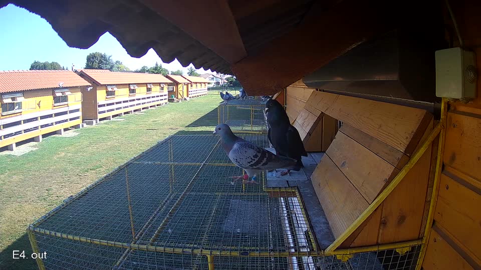 Pigeon Arrival Image For Race Race 2