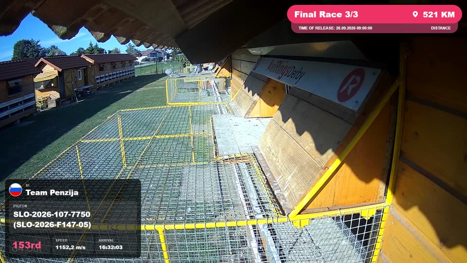 Pigeon Arrival Image For Race Final Race 3/3
