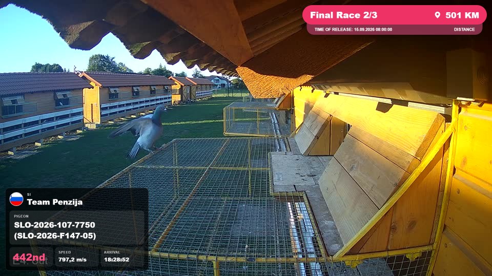 Pigeon Arrival Image For Race Final Race 2/3