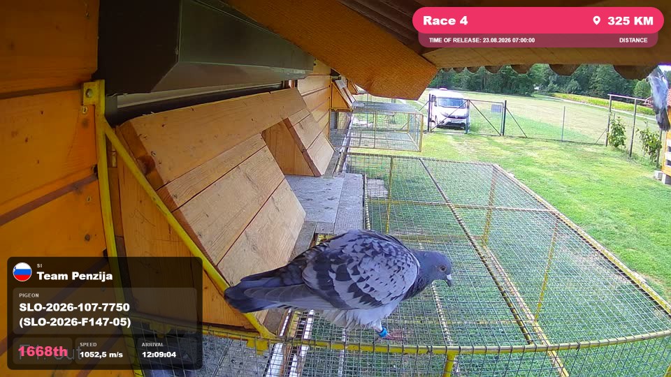 Pigeon Arrival Image For Race Race 4