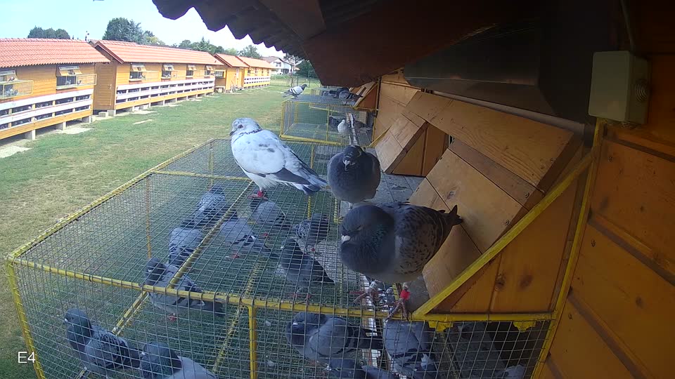 Pigeon Arrival Image For Race Race 4