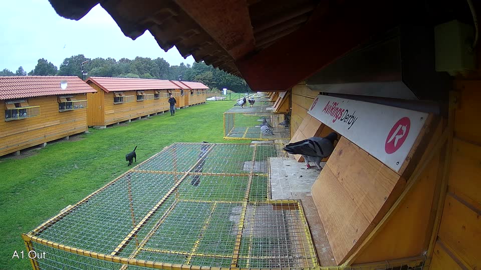 Pigeon Arrival Image For Race Final race 3
