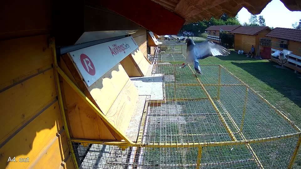 Pigeon Arrival Image For Race Race 1