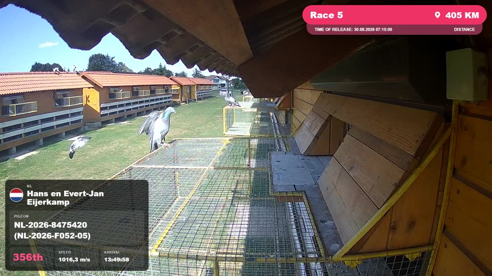 Pigeon Arrival Image For Race Race 5