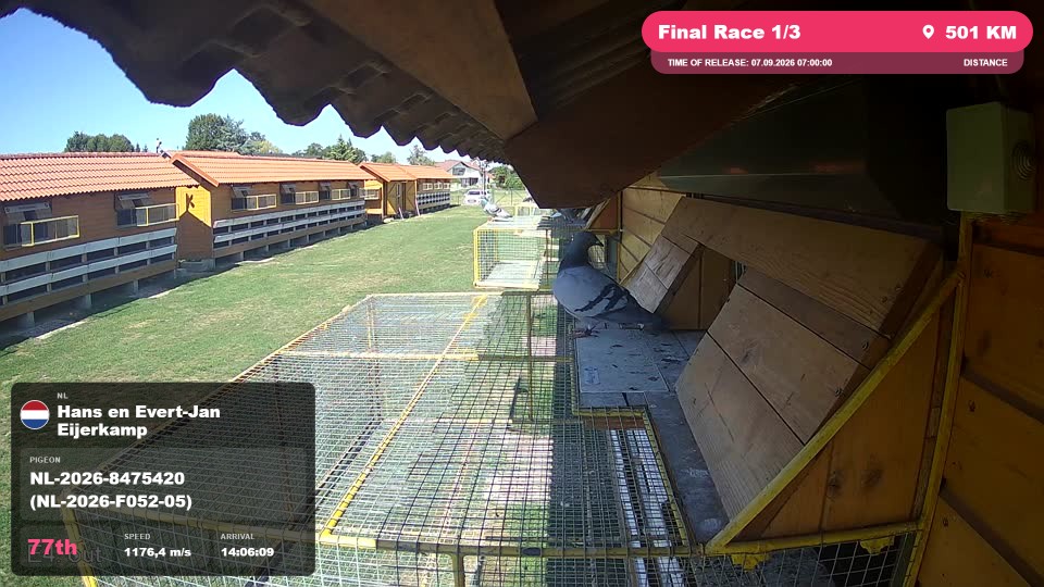 Pigeon Arrival Image For Race Final Race 1/3
