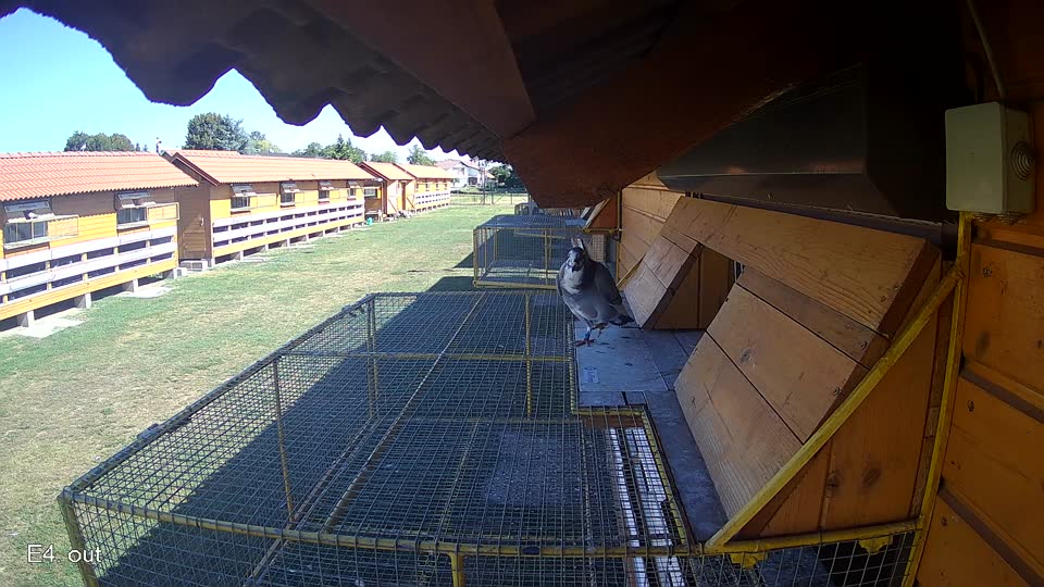 Pigeon Arrival Image For Race Race 3