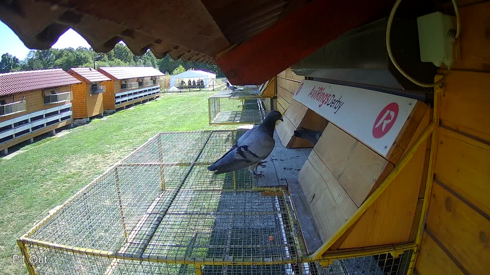 Pigeon Arrival Image For Race Final Race 1/3