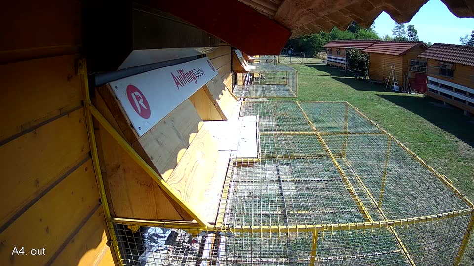 Pigeon Arrival Image For Race Race 2