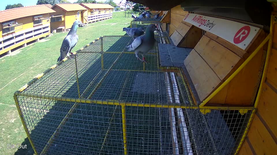 Pigeon Arrival Image For Race Race 2