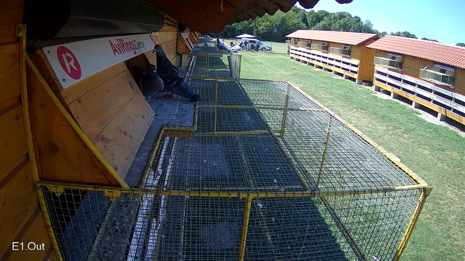 Pigeon Arrival Image For Race Race 5