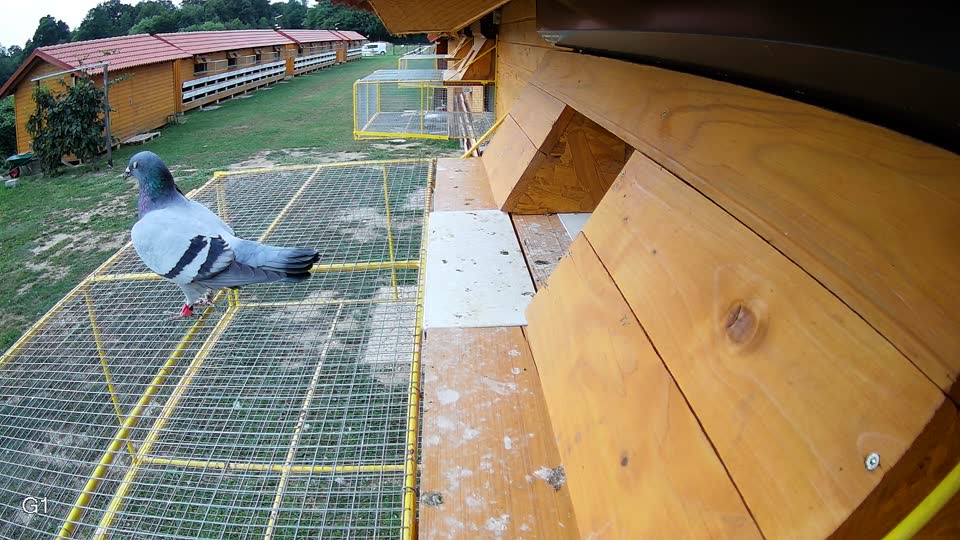 Pigeon Arrival Image For Race Race 3