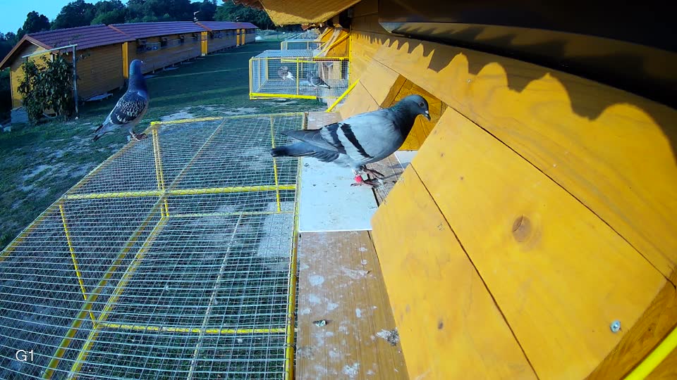 Pigeon Arrival Image For Race Race 4