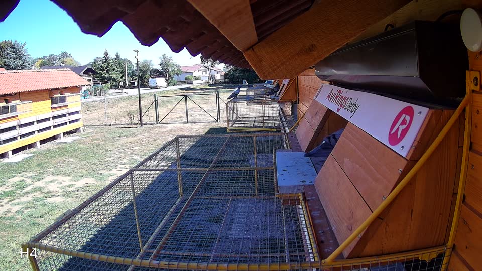 Pigeon Arrival Image For Race Race 3