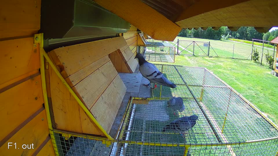 Pigeon Arrival Image For Race Race 4