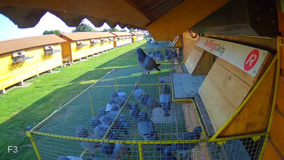 Pigeon Arrival Image For Race Race 1
