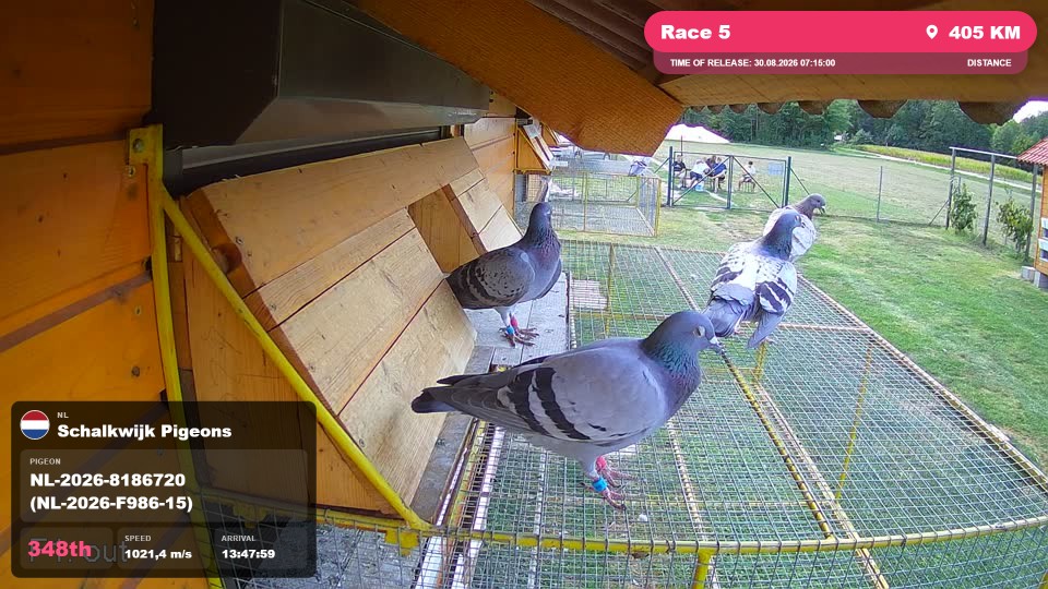Pigeon Arrival Image For Race Race 5