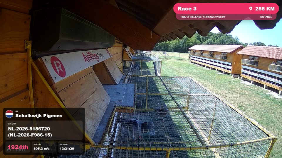 Pigeon Arrival Image For Race Race 3