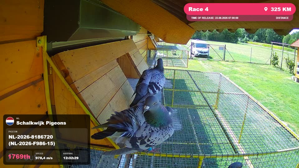Pigeon Arrival Image For Race Race 4