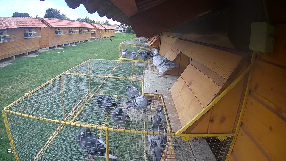 Pigeon Arrival Image For Race Race 6