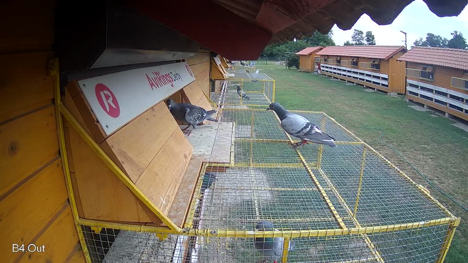 Pigeon Arrival Image For Race Race 3