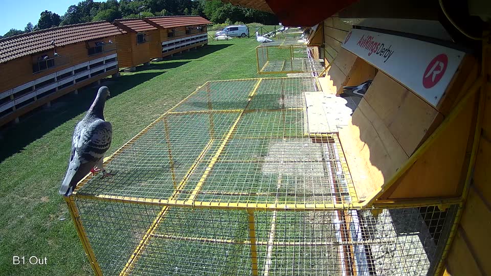 Pigeon Arrival Image For Race Race 2