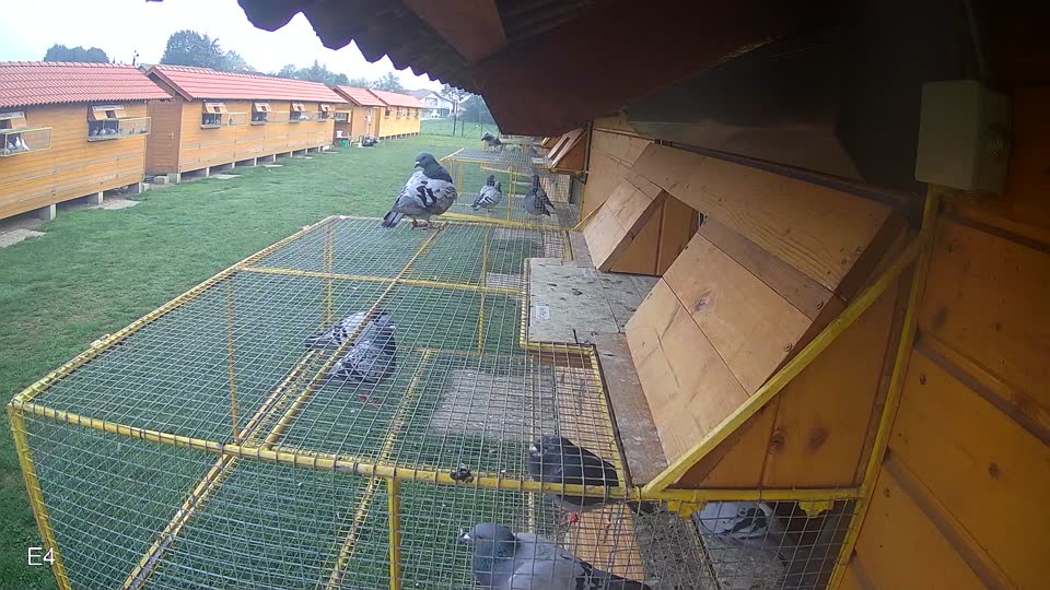 Pigeon Arrival Image For Race Final race 1