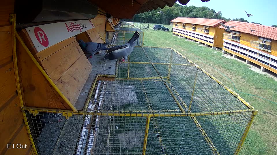 Pigeon Arrival Image For Race Race 3