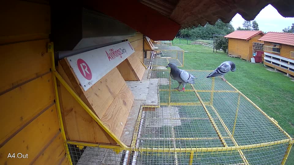 Pigeon Arrival Image For Race Final race 2