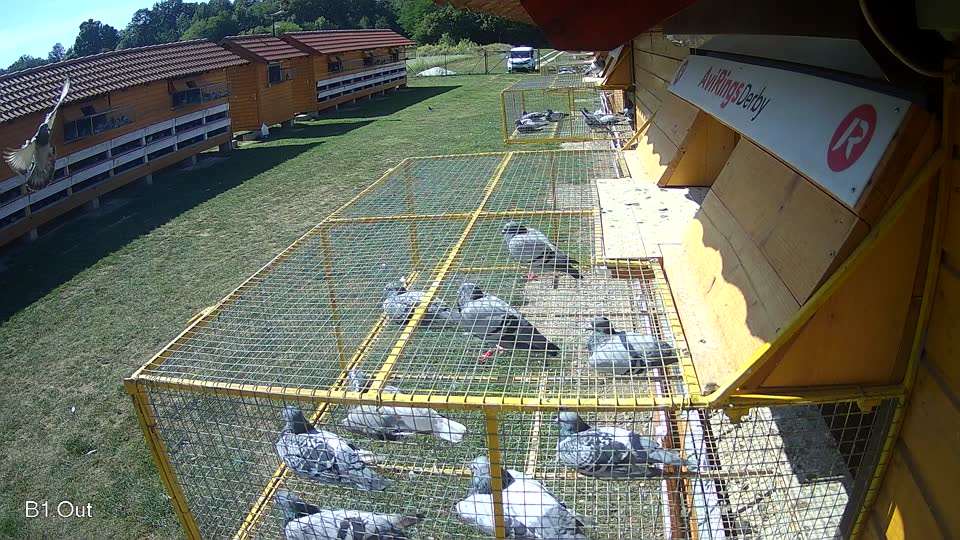 Pigeon Arrival Image For Race Race 5