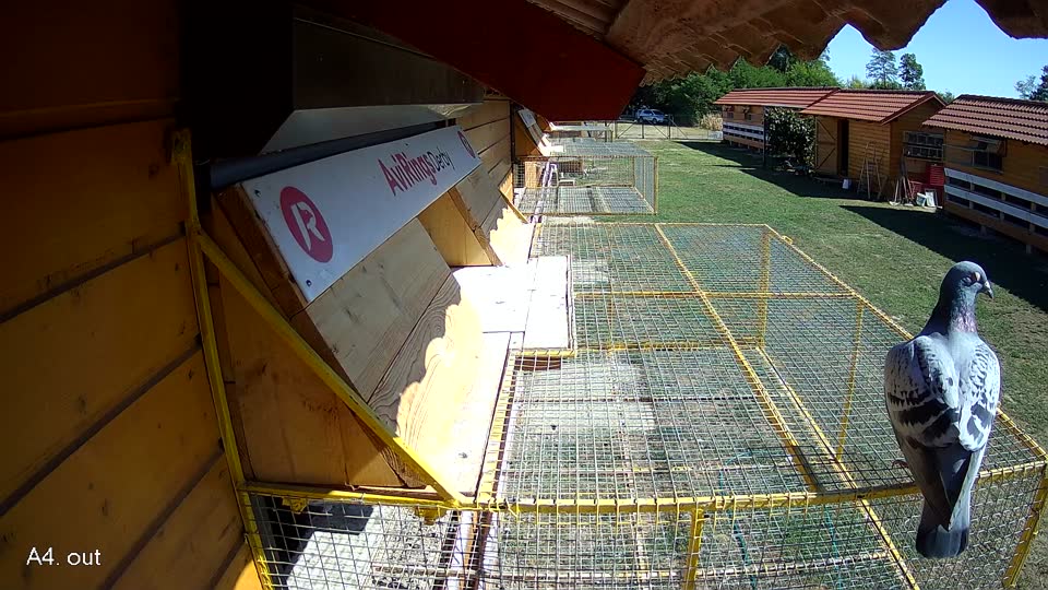 Pigeon Arrival Image For Race Race 3