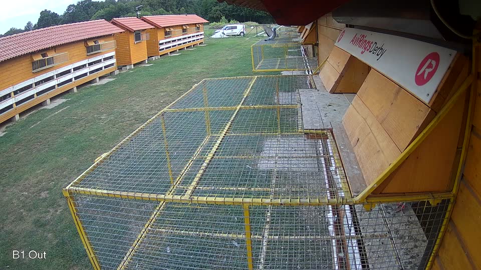 Pigeon Arrival Image For Race Race 4