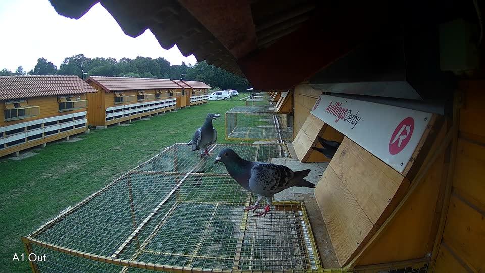 Pigeon Arrival Image For Race Race 6
