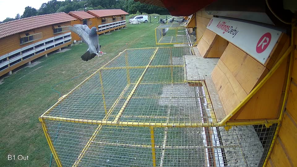 Pigeon Arrival Image For Race Race 3